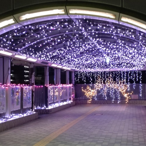 今日は冷えますね