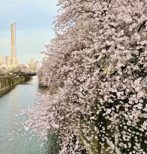 少しずつ。。。🌸