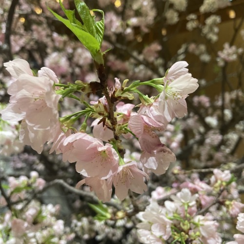 こんばんは🌙*·̩͙