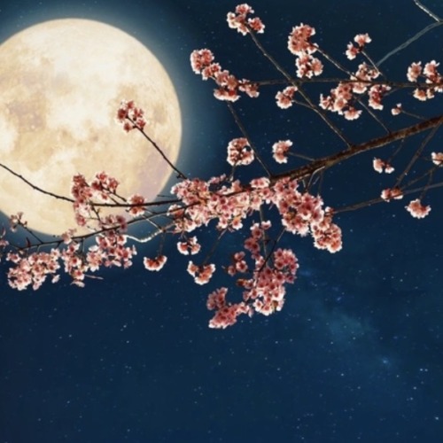 こんばんは🌙* :ﾟ